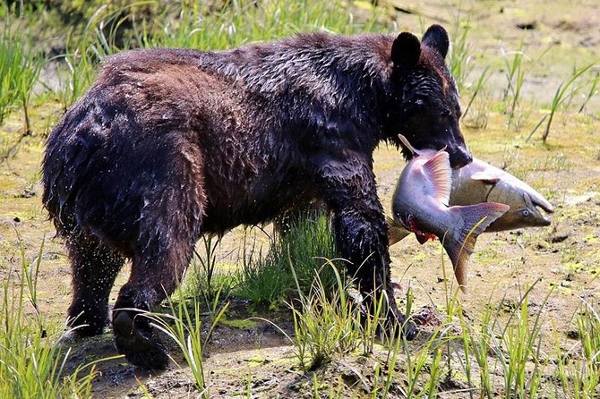Ketchikan All In One - Birdwatching and Animal Sightings at Herring Cove