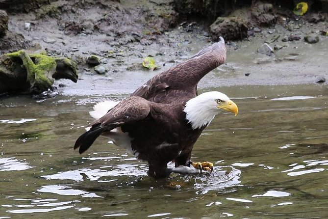 Ketchikan All In One - Scenic Drive Through Downtown Ketchikan