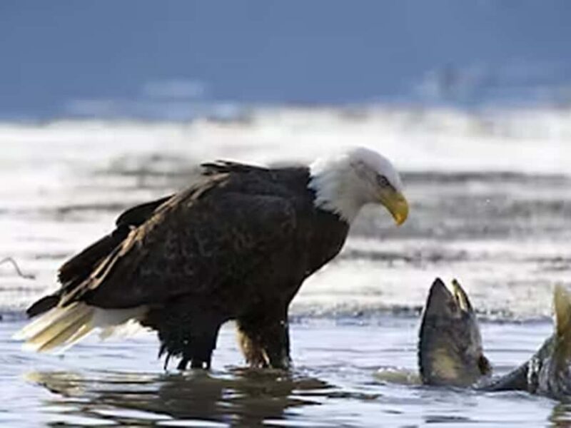 Ketchikan: E-Bike and Hike Tour - Guided 1.25-Mile Rainforest Hike Through Tongass National Forest