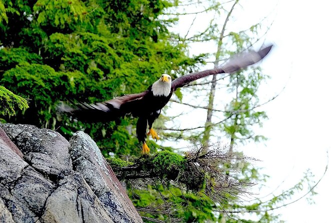 Ketchikan Electric Bike and Rain Forest Hike Ecotour - Guided Walks and Wildlife Encounters in Tongass National Forest