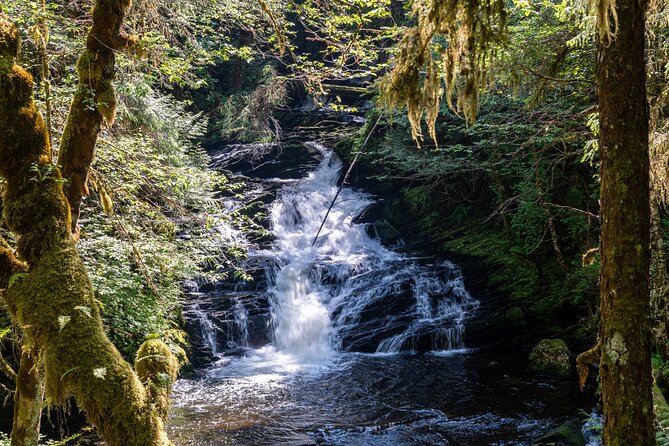 Ketchikan Magical Old-Growth Creek Trek Guided Tour - Discover the Enchanting Old-Growth Forests of Tongass National Forest in Ketchikan