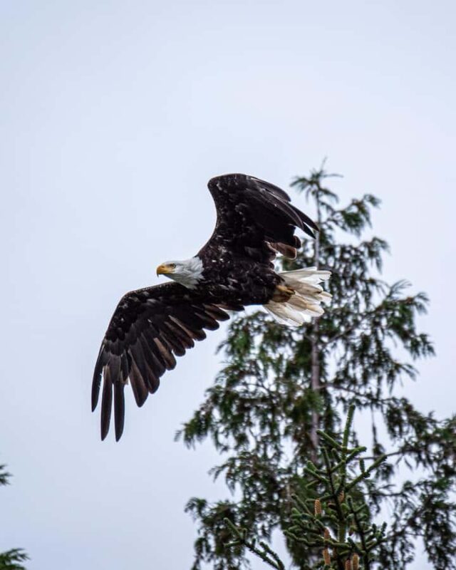 Ketchikan: Private Customizable Boat Tour with Captain Jack - Explore Ketchikan’s Coastline with a Fully Customizable Boat Tour