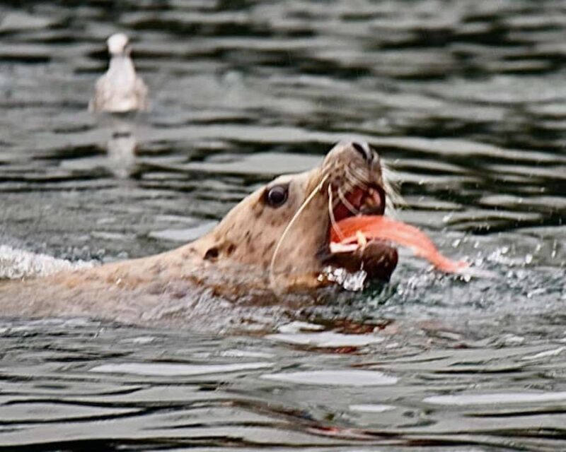Ketchikan: Private Customizable Boat Tour with Captain Jack - Booking, Cancellation, and Payment Flexibility