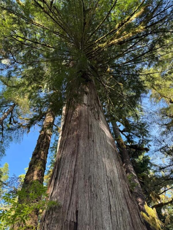 Ketchikan: Private Rainforest Hike with Cruise Pickup - What Makes This Private Ketchikan Rainforest Hike Unique