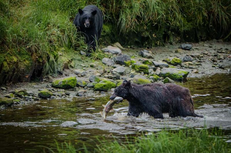 Ketchikan: Private Tours suitable for all ages! - Wildlife Encounters: Bears, Eagles, Salmon, and Seals