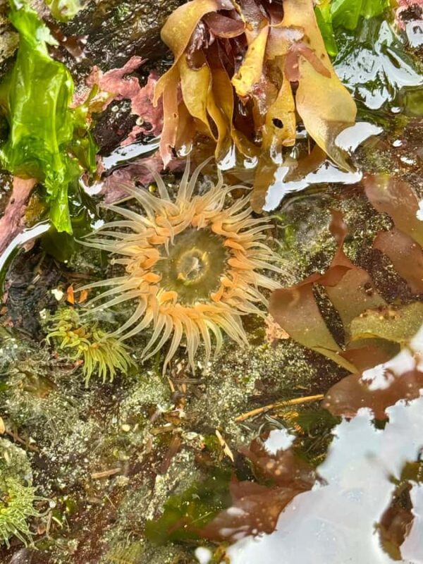 Ketchikan: Private Tours suitable for all ages! - Accessing the Cultural Sites: Entry Fee and Location