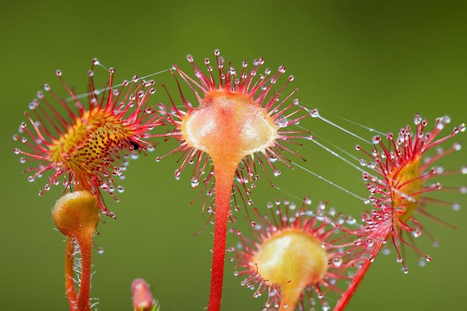 Ketchikan Rainforest Canoe and Nature Walk - Exploring Tongass National Forest on Foot
