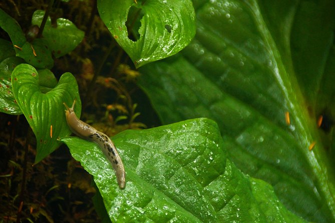 Ketchikan Rainforest Sanctuary and Totem Park - Visiting the Protected Estuary and Eagle Creek