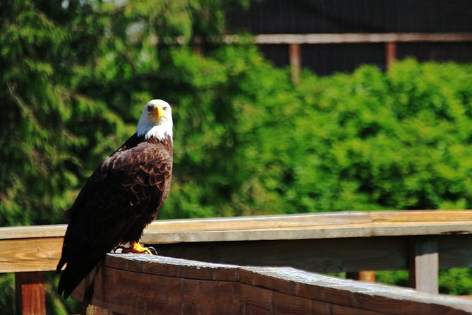 Ketchikan Rainforest Sanctuary and Totem Park - Exploring the Historic Herring Bay Lumber Company Sawmill