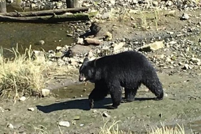 Ketchikan Shore Excursion: Eagle Sanctuary and Rainforest Wildlife Center - Discover Alaska’s Rainforest and Eagle Sanctuary in Ketchikan