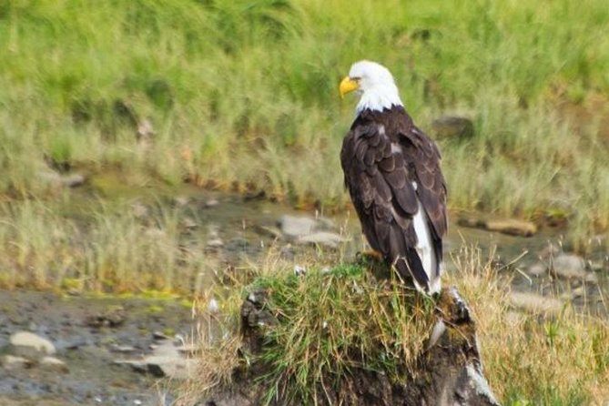 Ketchikan Shore Excursion: Eagle Sanctuary and Rainforest Wildlife Center - Key Points