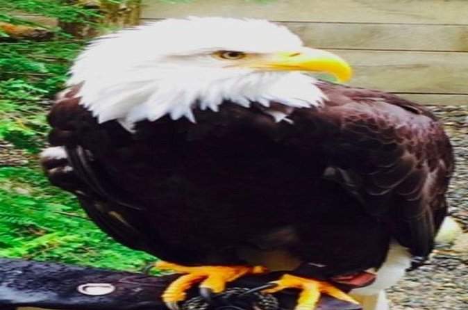 Ketchikan Shore Excursion: Eagle Sanctuary and Rainforest Wildlife Center - Limitations and Recent Review Insights