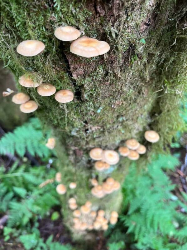 Ketchikan: Tongass Forest Alaska Bigfoot ATV Ride and Hike - The ATV Ride and Forest Trail Experience