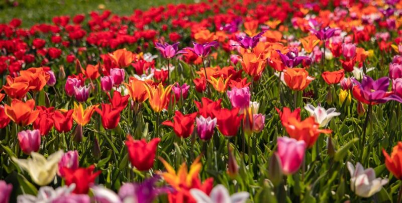 Keukenhof: Flower Fields Small-Group Cultural Bike Tour - The Tulip Museum and Growing Tulips: Educational Insights