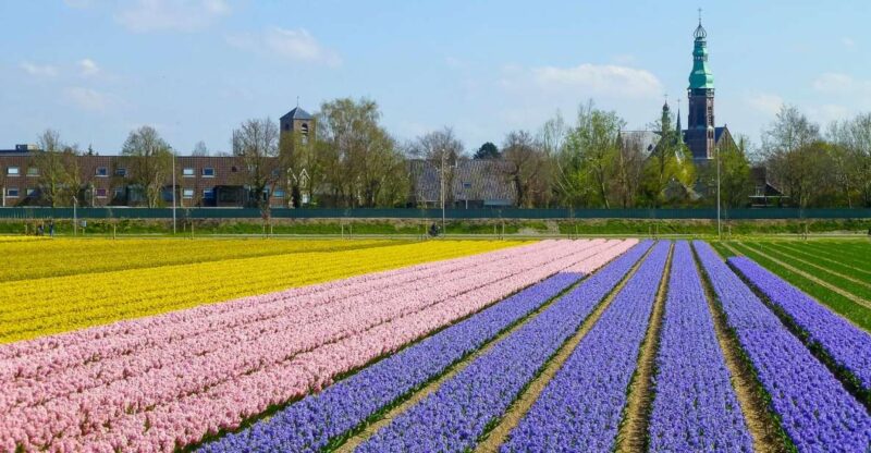 Keukenhof: Flower Fields Small-Group Cultural Bike Tour - The Value and Overall Experience