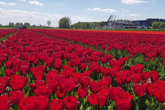 Keukenhof & FlowerFarm Tour From Amsterdam Skip-The-Line tickets - Explore Keukenhof Gardens and a Private Tulip Farm with Ease
