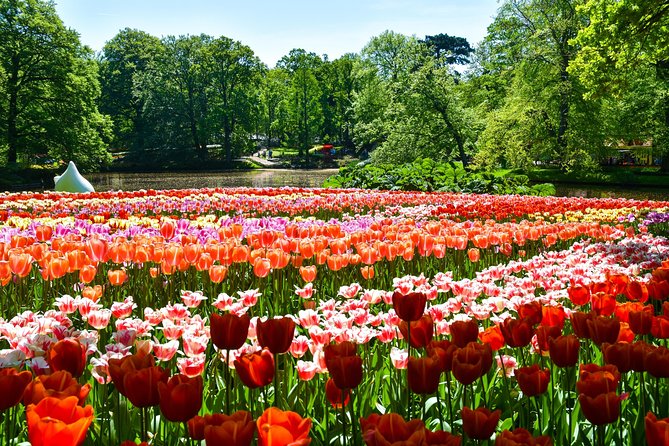 Keukenhof Gardens & Tulip Experience Tour from Amsterdam - Review Highlights: Strengths and Limitations