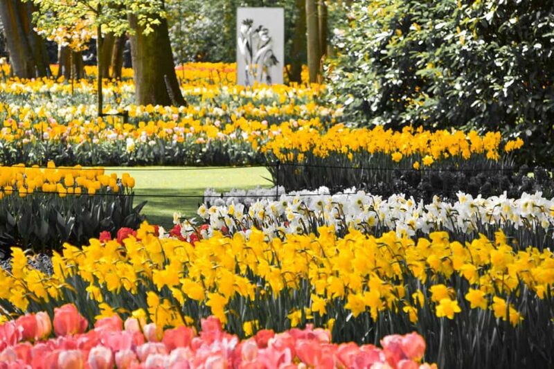 Keukenhof Luxury Private tour w. Canal Cruise. - Scenic Drive Through the Dutch Tulip Fields
