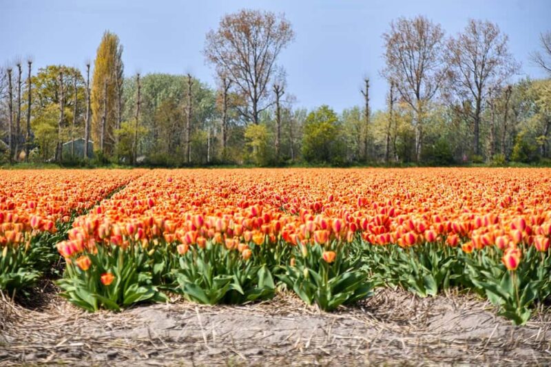 Keukenhof Luxury Private tour w. Canal Cruise. - Optional Add-Ons for a Complete Flower Day in Holland