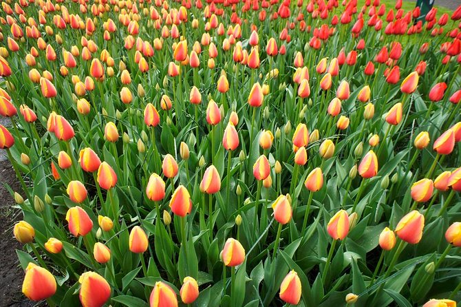 Keukenhof Private Floral Tour from Amsterdam - Westeinderplassen: Holland’s Lake District and Green Heart