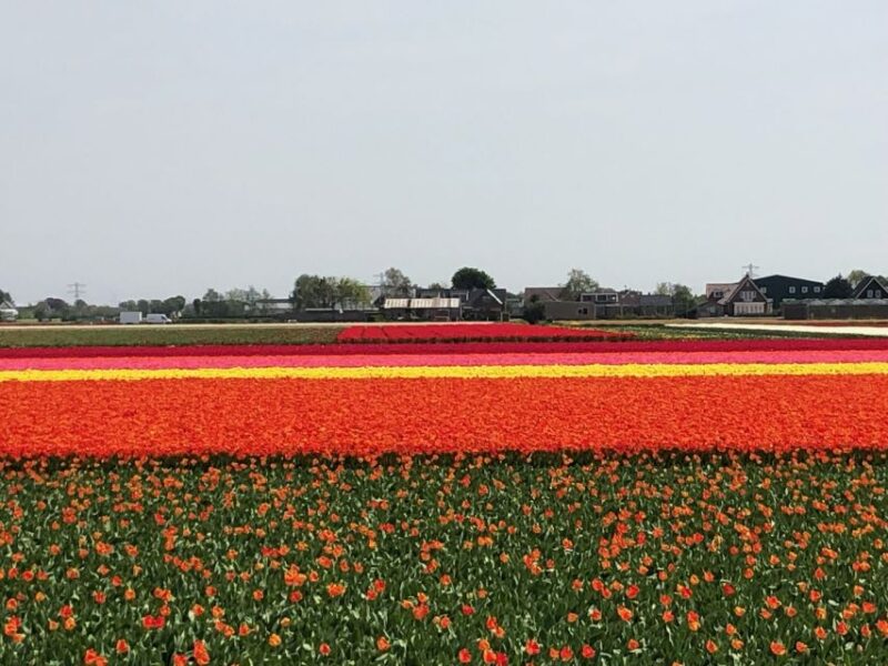 Keukenhof, Tulip Farm, Flower Fields & Windmills - Whats Included and What to Consider
