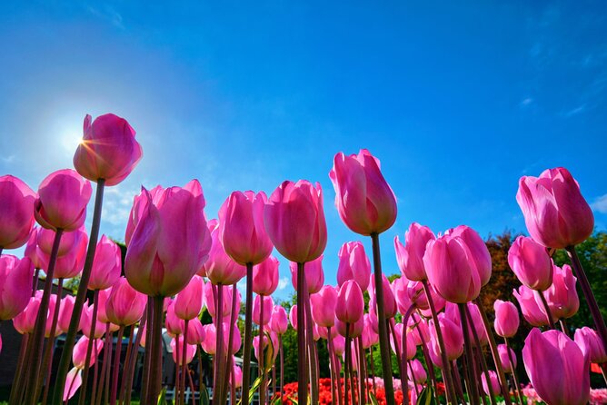 Keukenhof Tulip Garden Tour - Explore the Stunning Keukenhof Tulip Gardens in Comfort and Style