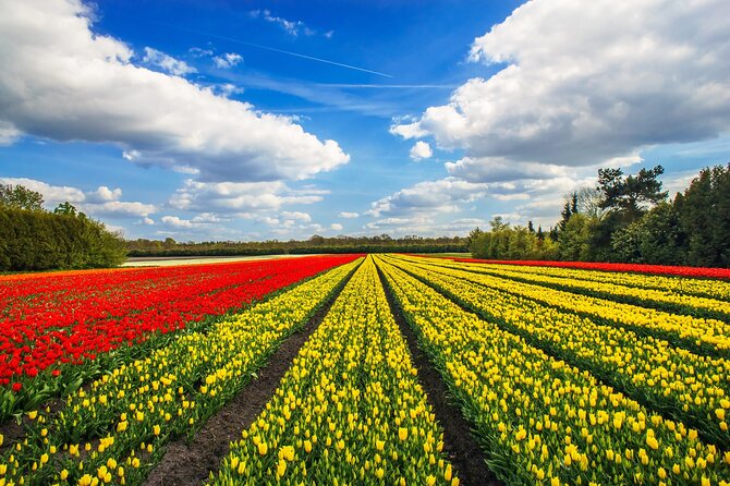 Keukenhof Tulip Garden Tour - The Rich Variety of Spring Flowers in the Fields and Gardens