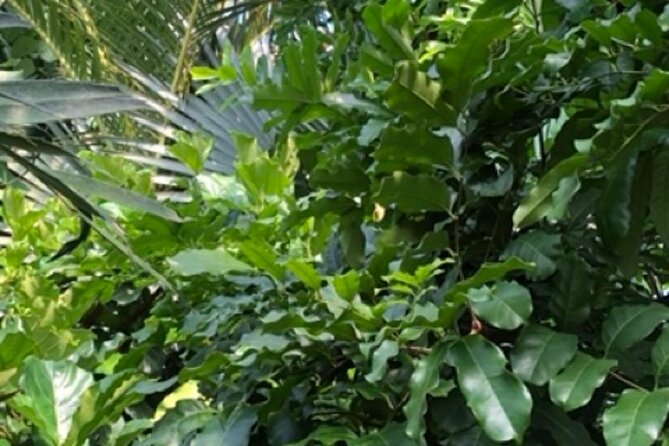 Kew Gardens, Richmond - Self-Guided Audio Tour - Princess of Wales Conservatory: Ecosystems in Glass