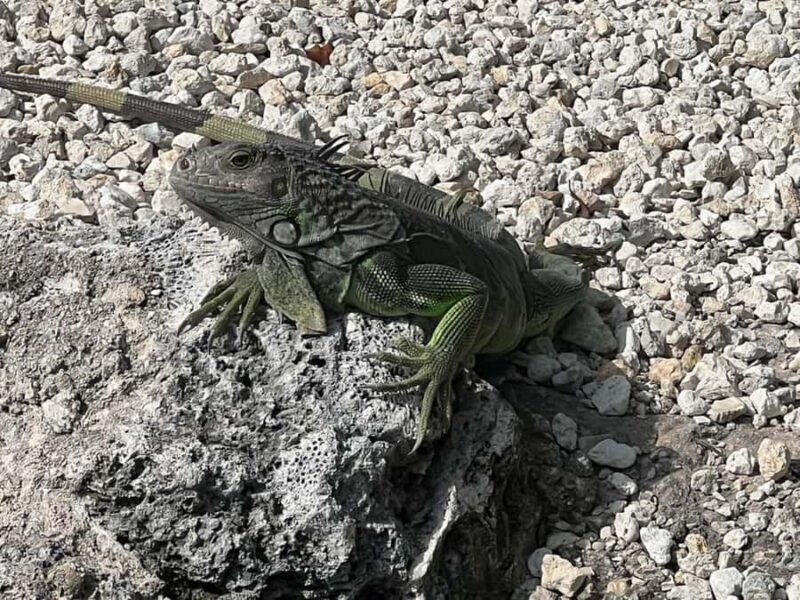 Key Largo: Boat Eco Tour - Wildlife Encounters: Dolphins and Manatees in Their Natural Habitat