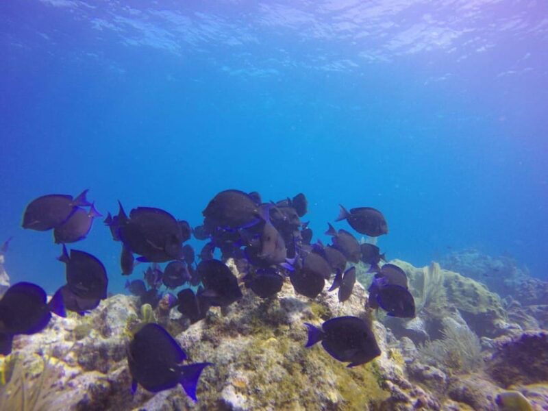 Key Largo: Discover Scuba Diving Experience - The Experience Provider: ToPaz Aquatic LLC