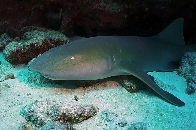 Key Largo Scuba Trip, 2 Location - 65 Min Per Site - Dive Duration and In-Water Time