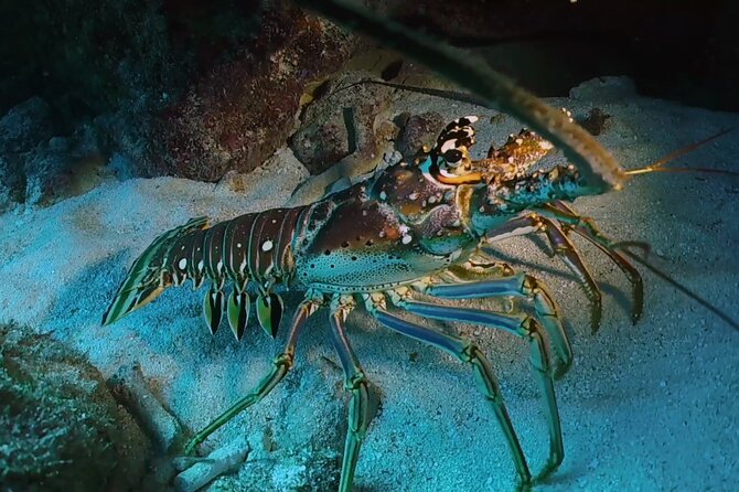 Key Largo Scuba Trip, 2 Location - 65 Min Per Site - Group Size and Personalization