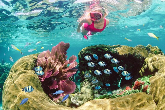 Key Largo Snorkeling Tour - rental mask, fins and vest INCLUDED - Meet at Sundiver Station in Key Largo One Hour Before Departure