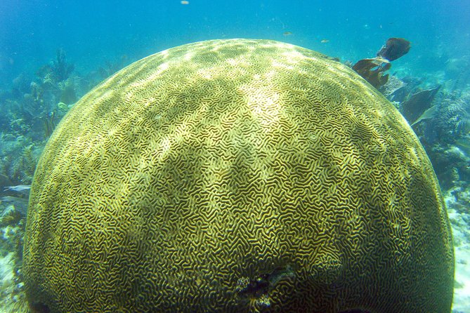 Key Largo Snorkeling Tour - rental mask, fins and vest INCLUDED - The Friendly Crew and Their Knowledge