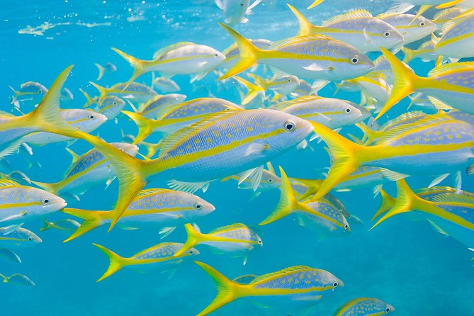 Key Largo Snorkeling Tour - rental mask, fins and vest INCLUDED - What You Need to Know About Snorkeling and Physical Requirements