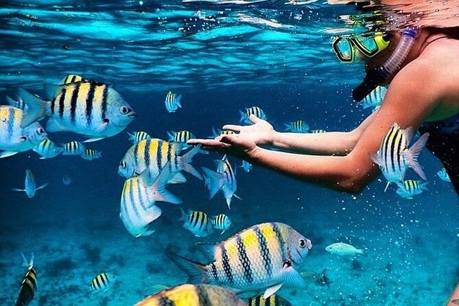 Key Largo Snorkeling Trips & Sandbar Tours - Discover the Private Snorkeling Adventure in Key Largo
