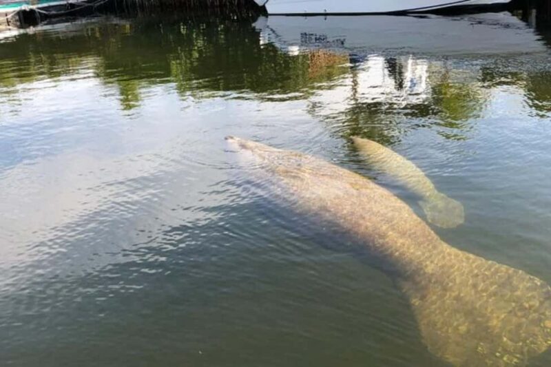 Key Largo: Sunset Cruise - Marine Life Spotting: Dolphins and Manatees in Action