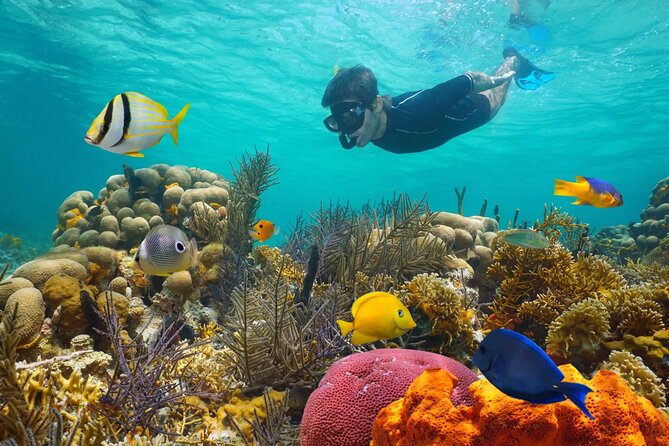 Key West: 3hr Snorkeling Experience with Unlimited Drinks - Snorkeling at the Florida Keys Barrier Reef