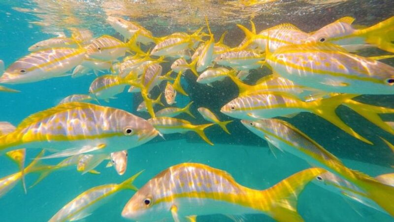 Key West: Afternoon Reef Snorkel Tour with Open Bar - Marine Life and Reef Highlights