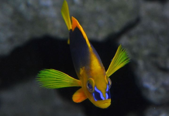 Key West Aquarium Tickets - What Sets This Tour Apart