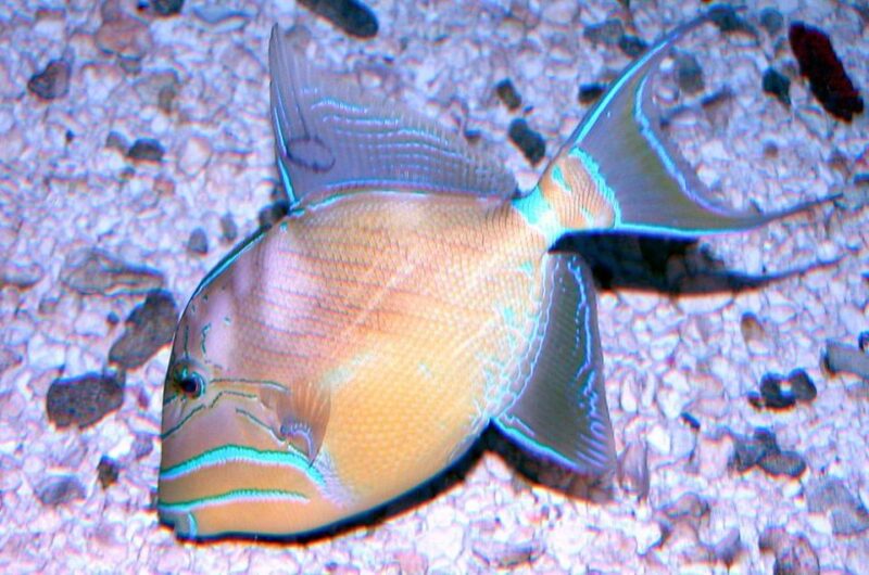 Key West Aquarium Tickets - Final Thoughts on Key West Aquarium Tickets