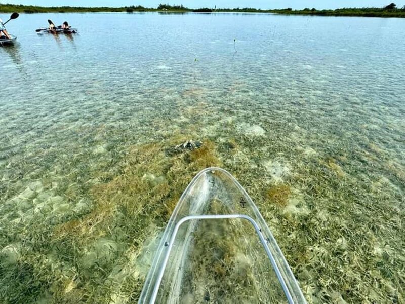 Key West Area: Guided Clear Kayak Eco-Tour - What to Bring for a Comfortable Eco-Tour