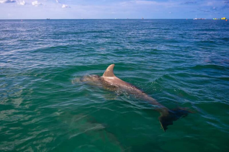 Key West Dolphin & Snorkel Tour - Small Group - The Small-Group Experience at Key Wests Gulf Waters