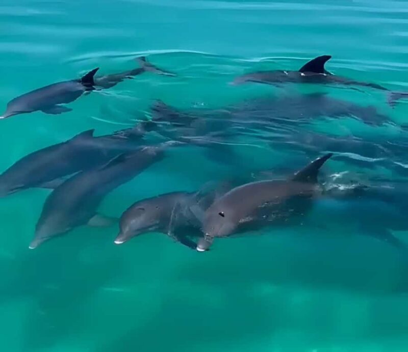 Key West Dolphin & Snorkel Tour - Small Group - Why the National Geographic Feature Adds Credibility