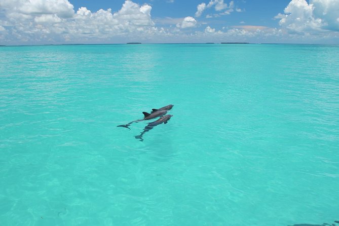 Key West Dolphin Watch and Snorkel Tour - Eco Adventure - The Departure Point and How to Find It