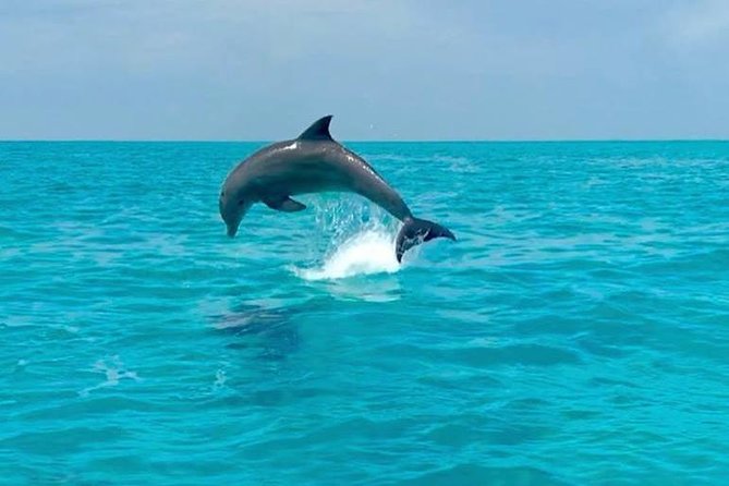 Key West Dolphin Watch and Snorkel Tour - Eco Adventure - The Role of Guides and Crew in Marine Education