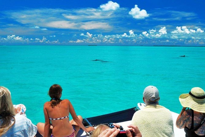 Key West Dolphin Watch and Snorkel Tour - Eco Adventure - Refreshments and Relaxation Onboard