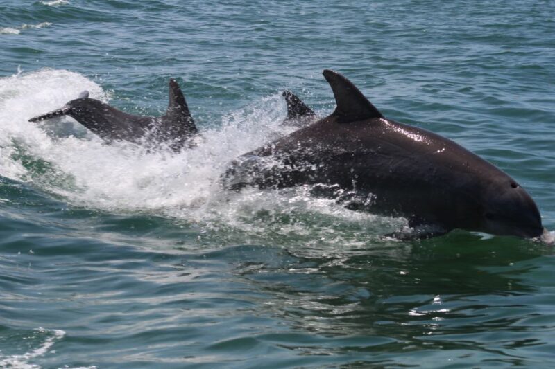 Key West: Dolphin Watching and Snorkeling Sunset Cruise - Sunset Cruise and the Scenic Return Journey