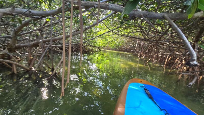 Key West: Kayak or Paddleboard Rental - Insights from Experienced Staff and Positive Reviews