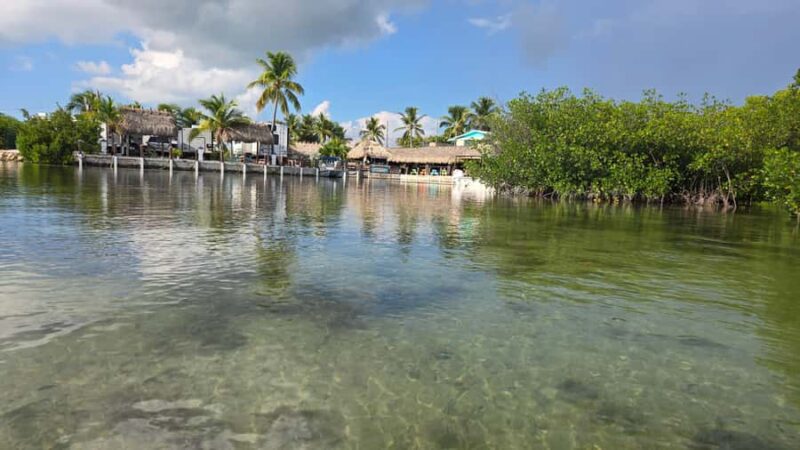 Key West: Mangrove Kayak or SUP Eco Tour - Encountering Marine Life Up Close